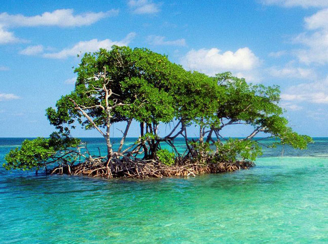 overwashed mangrove community